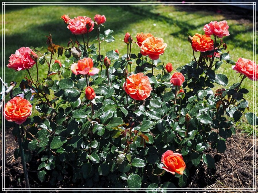 Theodor Fontane róże rabatowe 